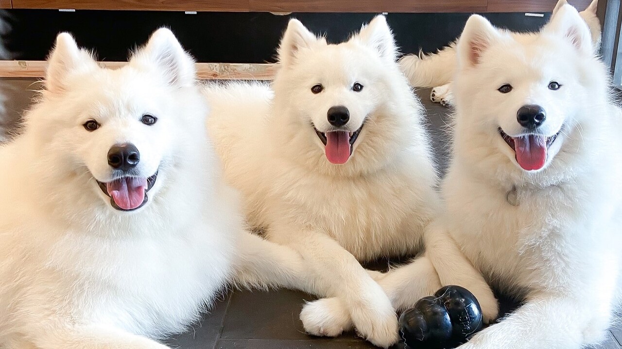 Samoyed Cafe Al Sendai - Panduan Restoran - TableCheck