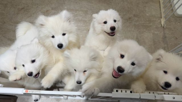 freckle seoul sinoon glowny samoyed フェケテ baa5ad71.jpg?1747882682
