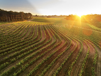 2/20　ルーウィン・エステート ワインディナーイベント		