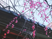 鰻巻き（1本・約3〜4人前）＊店内のみ　持帰り不可　要２日前迄予約