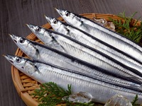 9月・10月限定 戻り鰹と秋刀魚に秋鮭・すっぽんに伊勢海老 季節のおすすめ初秋