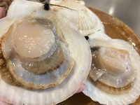 Large scallop (1 piece)