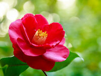 【ディナー】月替わりの花のコース