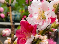 【ディナー】月替わりの花のコース