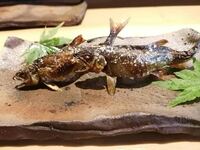 七月限定特別コース「漁師直送九頭竜川の泳がし活鮎炭火焼き入りコース」