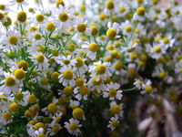 〜7/6迄　季節のデセールコース（全9皿）