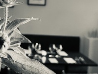 アラカルト　お席予約