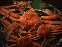 [Counter seat] Special course of Matsuba crab, Kobako crab, Wagyu beef, and seasonal seafood, around 13 dishes in total