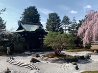 [Famous cherry blossom viewing spot | Kodaiji temple admission ticket included] Full course with 5 dishes