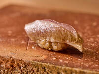  【握りランチ】5,500円コース(土.日昼限定) 