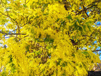 【3月限定】ミモザのコース 