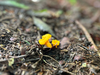 お子様メニュー