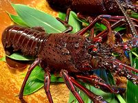 Hitachinokuni Ise Shrimp C