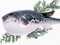 [Natural Tiger Pufferfish Kaiseki] 38,500 yen A winter luxury perfect for a year-end meal with someone special. ☆Private rooms are also available (reservations required, please make your reservation at least three days in advance).