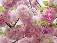［春限定］春の酒宴懐石【桜花】