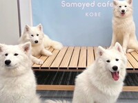 Weekends and Holidays: Regular ticket (50 minutes)