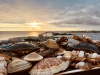 2月～💎 海と大地の恵み、そして特別な瞬間を。プレミアムアニバーサリーコース 💎