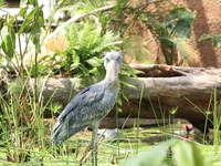 【土日祝】神戸どうぶつ王国＆GOCOCUランチブッフェ 90分制🔷大人　