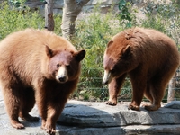 【土日祝】神戸どうぶつ王国＆GOCOCUディナーブッフェ 90分制🔷大人