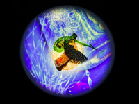 Immersive Dinner Course