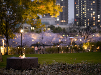 【4月4日(土)限定｜ディナー】SAKURA Dinner Course　大人コース