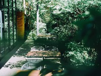 【新緑LUNCHコース 店内席指定なし】4月29日〜5月25日 新緑LUNCHコース 店内席指定なしプラン 5500円 (LUNCH)