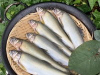[Early Summer Limited] Paella Course with Sweetfish and River Seaweed ¥11,000 (excluding tax)