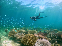 【仅限住宿客人】珊瑚田巡游潜水 大人与儿童同价（13岁至64岁）（shoulder）