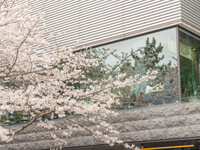 🌸3/16～4/12期間限定販売お花見プラン🌸