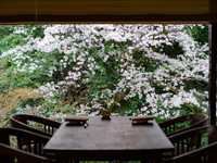【Lunch】Sakura course