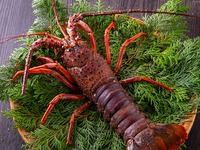 ゴールデンウィーク特別会席