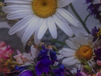 Wistful Wildflowers High Tea (Kids)