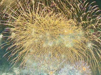 2025【湾岸特等席で焦がす記憶🎆】木更津花火大会 プレミアムオールインクルーシブ