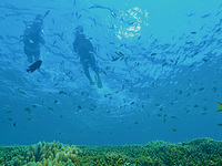 [9:30] Snorkeling for children (ages 6-12)