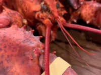 【オマール海老まるごと1尾】至極の旬食材Wメインフルコース