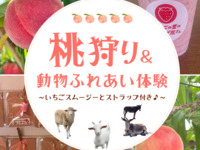 ★ Peach picking (40 minutes all-you-can-eat plan)+ Animal Feeding Experience ～Includes Strawberry Strap & Strawberry Smoothie～
