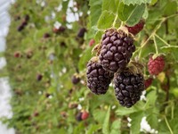 アドベリーのヴェリーヌ（2種×2個set)