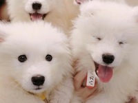 <<Summer Vacation Period (Weekdays)>> Regular Ticket (50 minutes)