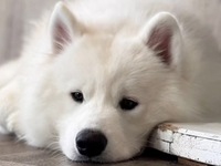 <<Summer Vacation Period (Saturdays, Sundays, and Holidays)>> Regular Ticket (50 minutes)