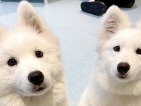 <<Summer Vacation Period (Saturdays, Sundays, and Holidays)>> Regular ticket (50 minutes)