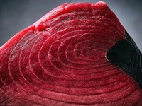 マグロ贅沢コース　6000円