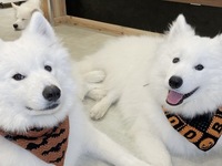 ≪여름 방학 기간≫통상 티켓(50분)