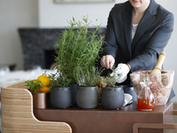 期間限定　フレッシュハーブティープラン