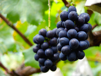 ★40-minute all-you-can-eat seedless Kyoho grapes + animal interaction experience ~Includes strawberry strap and strawberry smoothie~ [Weekends and holidays]