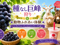 ★40-minute unlimited eating of seedless Kyoho grapes + animal petting experience ~ includes strawberry smoothie and crepe ~ [Sat, Sun, Holidays]