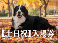 Admission ticket (Saturdays, Sundays, and holidays)