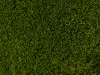 ※Optional: Breakfast