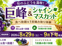 ★種なし巨峰40分食べ放題+ｼｬｲﾝﾏｽｶｯﾄ1房狩り