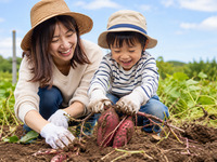 Exclusive to potato-digging participants: [Kids’ Plate] A single-plate meal featuring Naruto Kinshiki sweet potatoes, perfect for young children