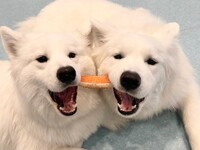 Weekends and Holidays: Regular ticket (50 minutes)